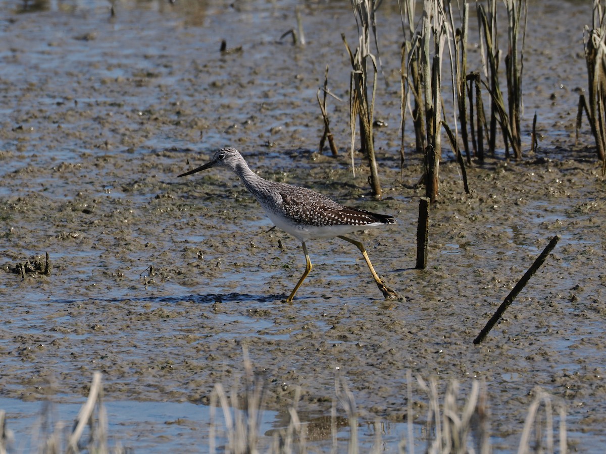 Greater Yellowlegs - ML645311259