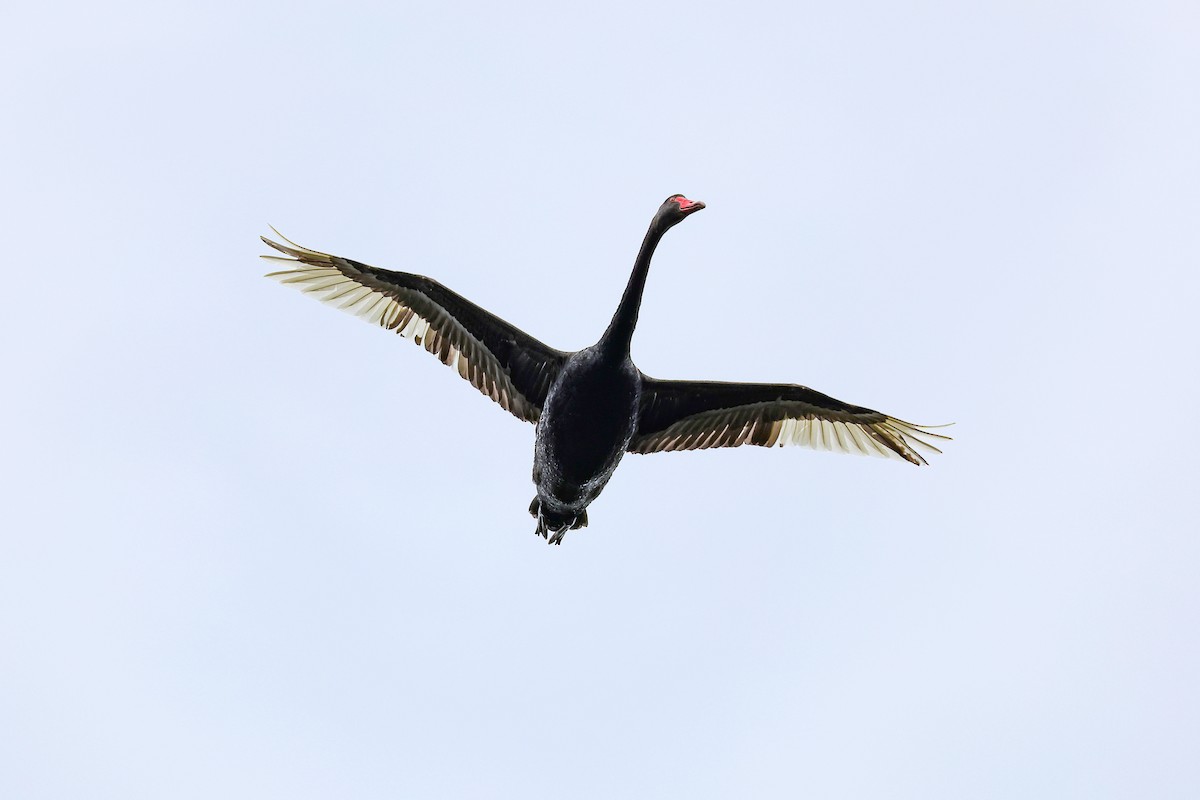 Black Swan - ML645311263