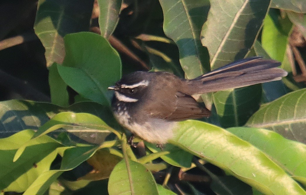 Spot-breasted Fantail - ML645311264