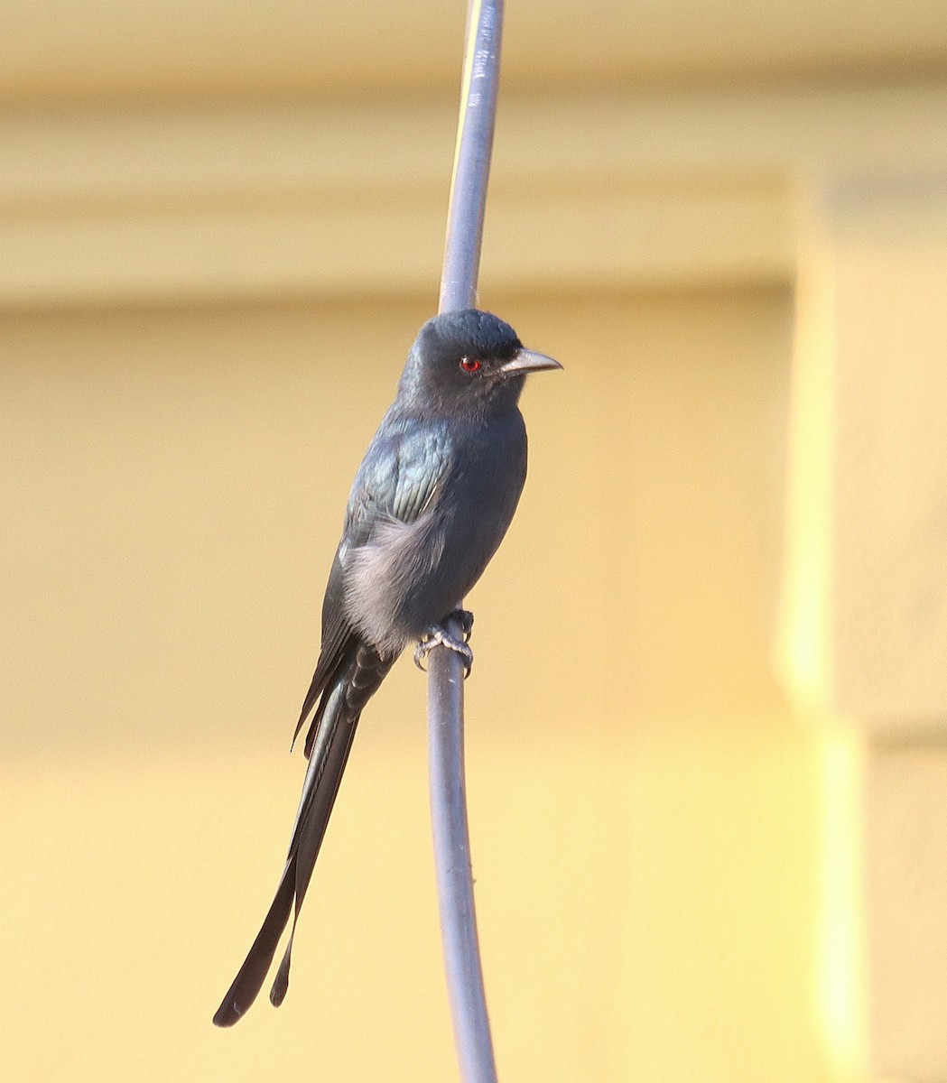 Ashy Drongo - ML645311267