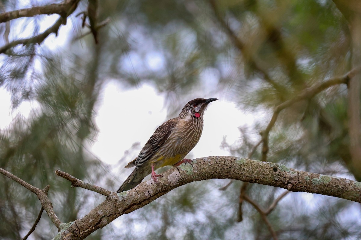 Red Wattlebird - ML645311275