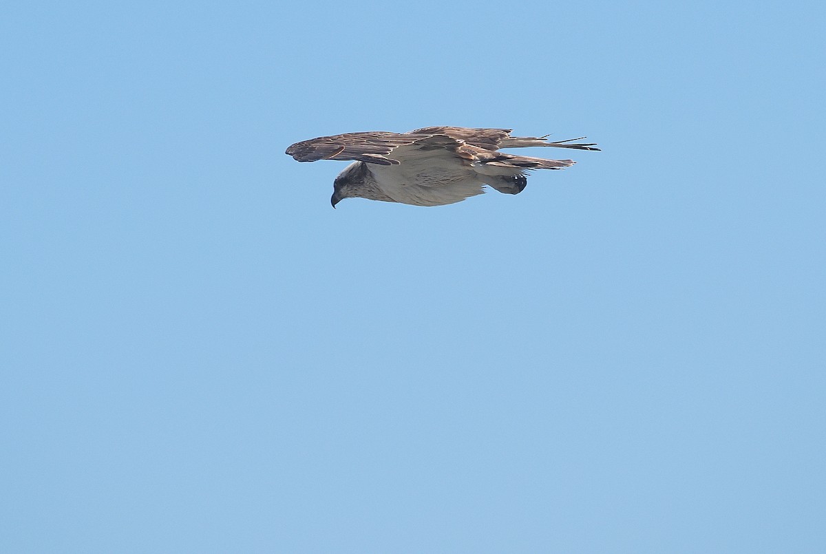 Osprey - ML645311281