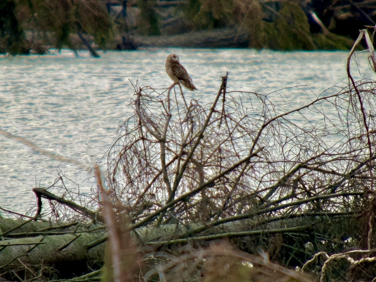 Zingira-hontza - ML645311286