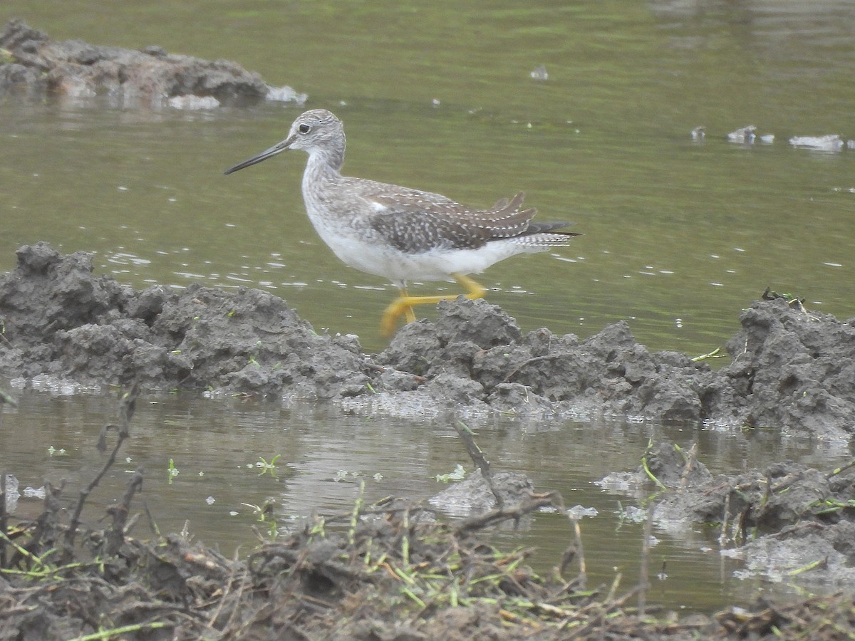 Greater Yellowlegs - ML645311288