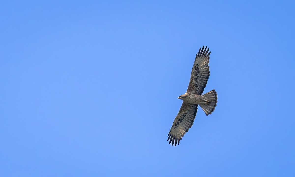 Bonelli's Eagle - ML645311293