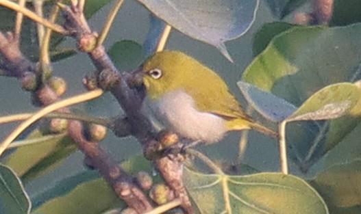 Indian White-eye - ML645311295