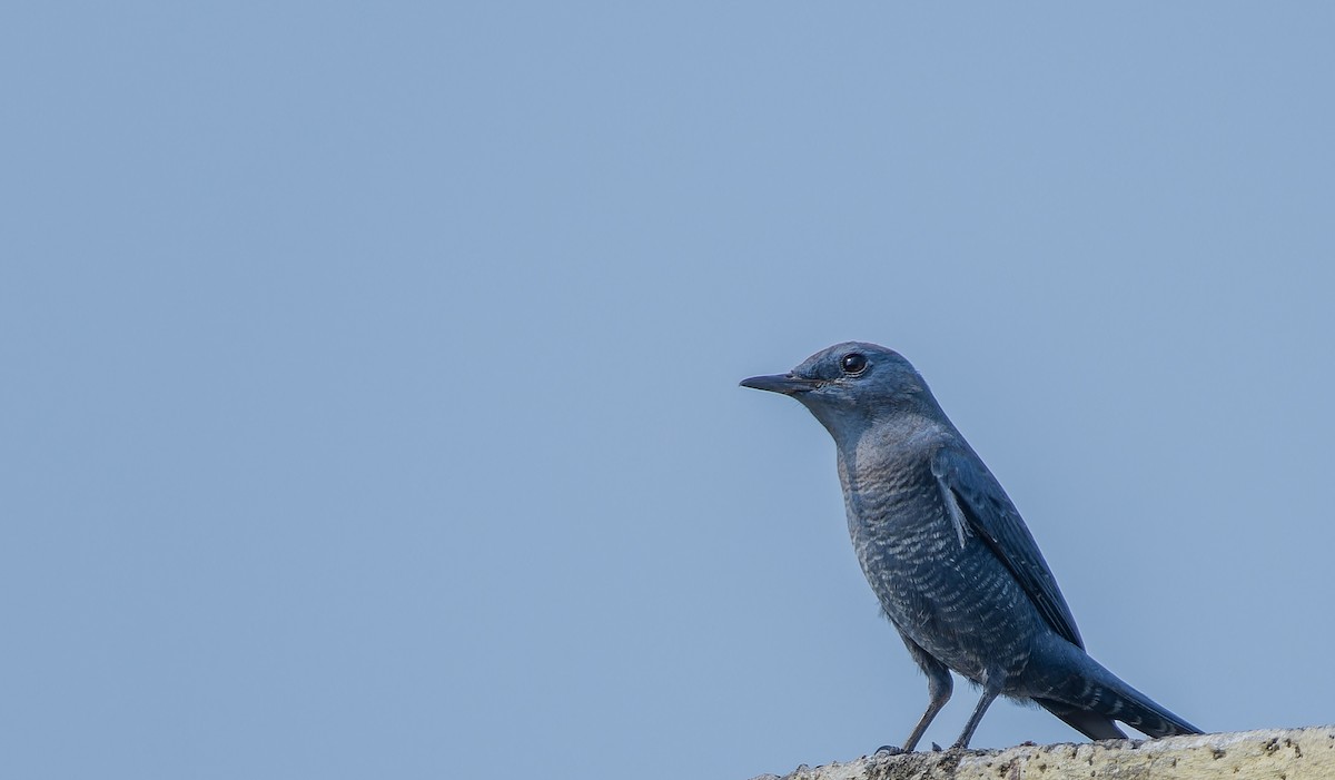 Blue Rock-Thrush - ML645311296