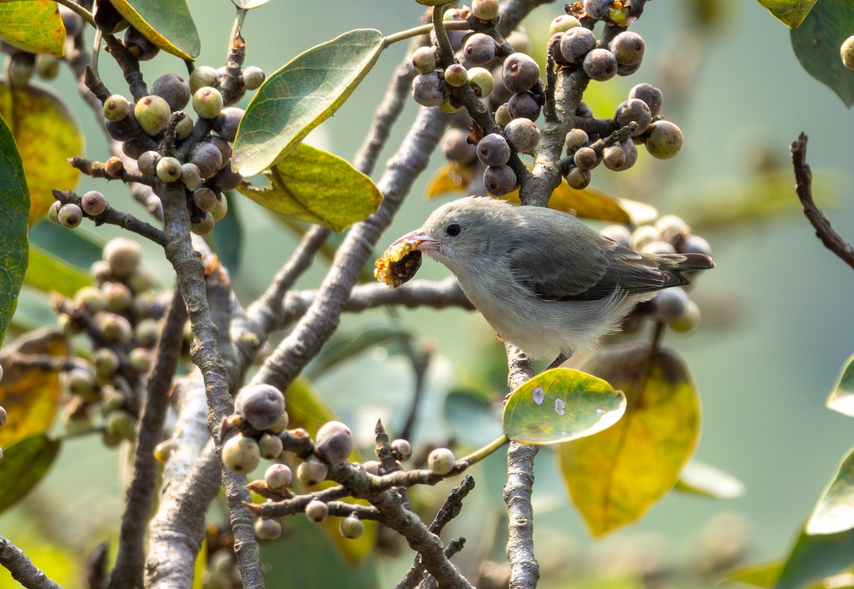 Pale-billed Flowerpecker - ML645311299