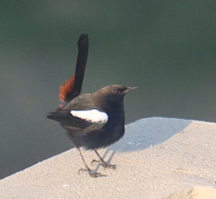 Indian Robin - ML645311303
