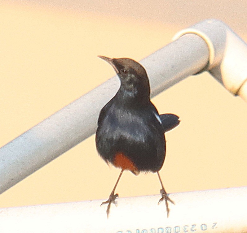 Indian Robin - ML645311304