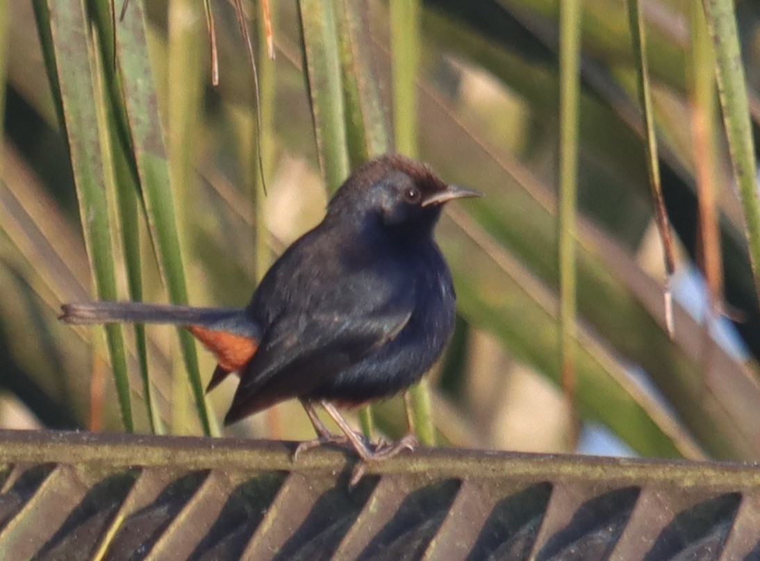 Indian Robin - ML645311305