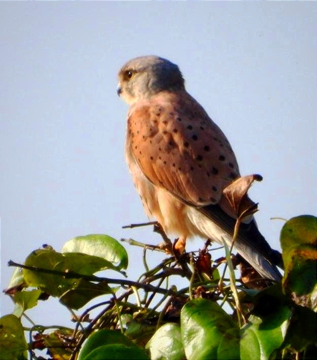 Eurasian Kestrel - ML645311307