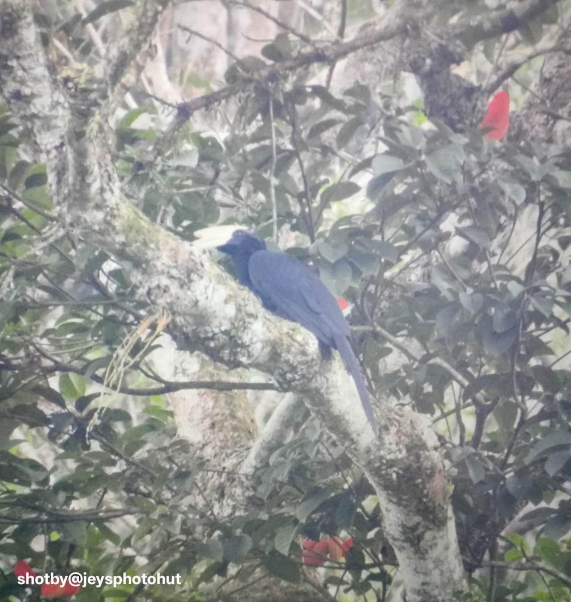 Black Hornbill - ML645311309