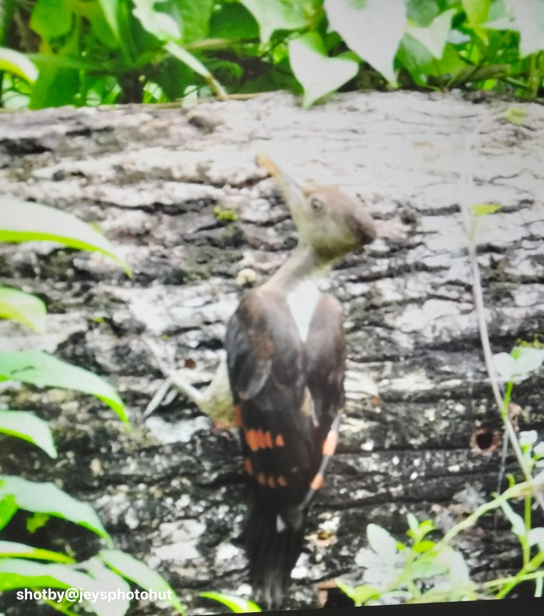 Orange-backed Woodpecker - ML645311323