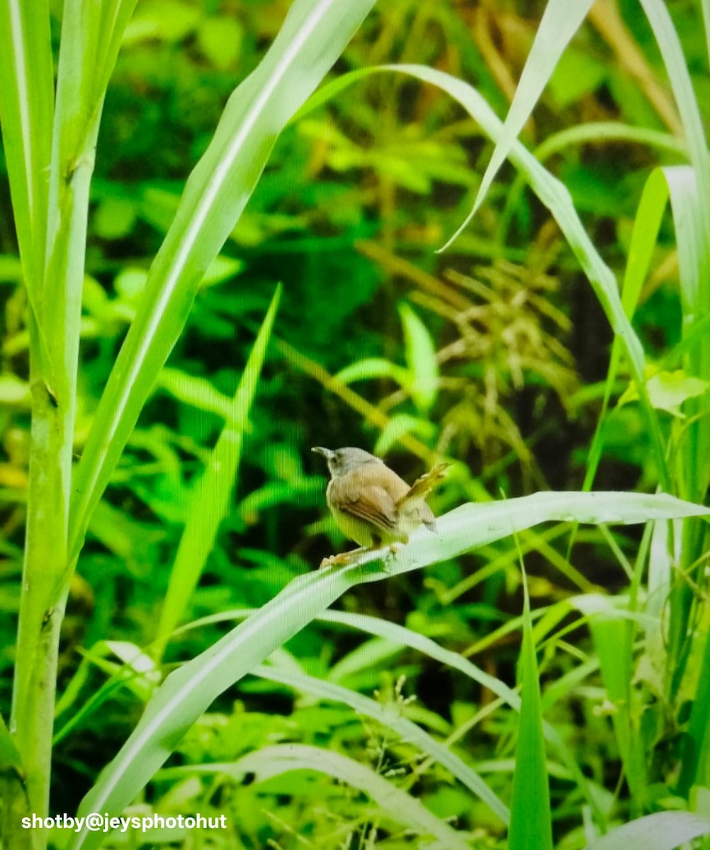 Rufescent Prinia - ML645311340