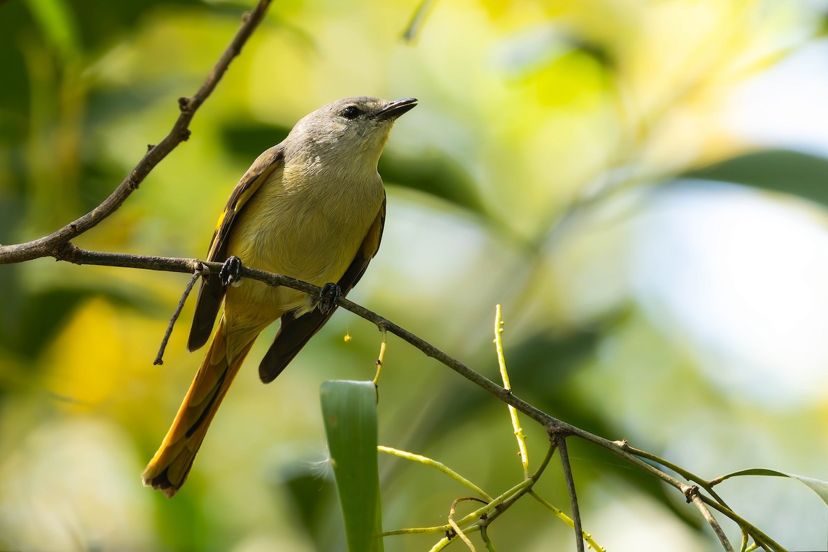 Small Minivet - ML645311345