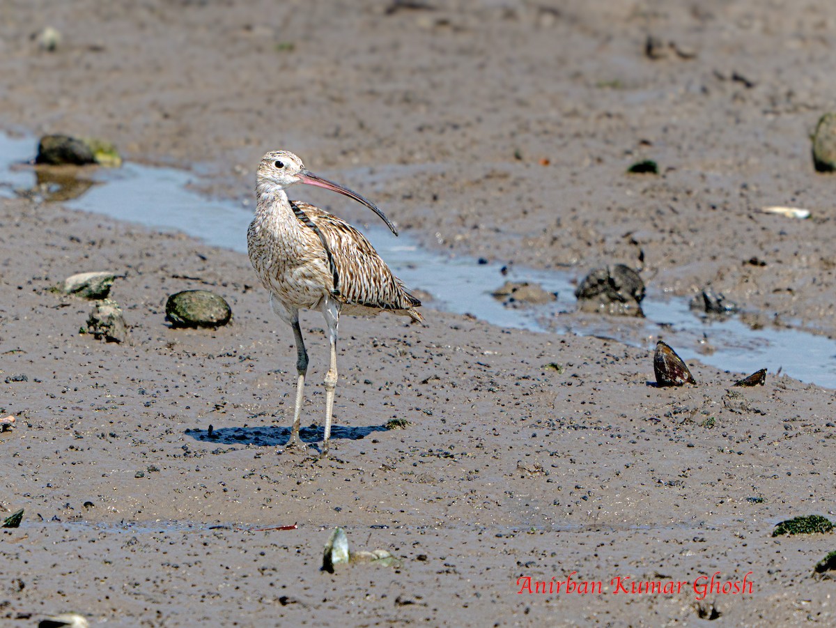 Eurasian Curlew - ML645311361