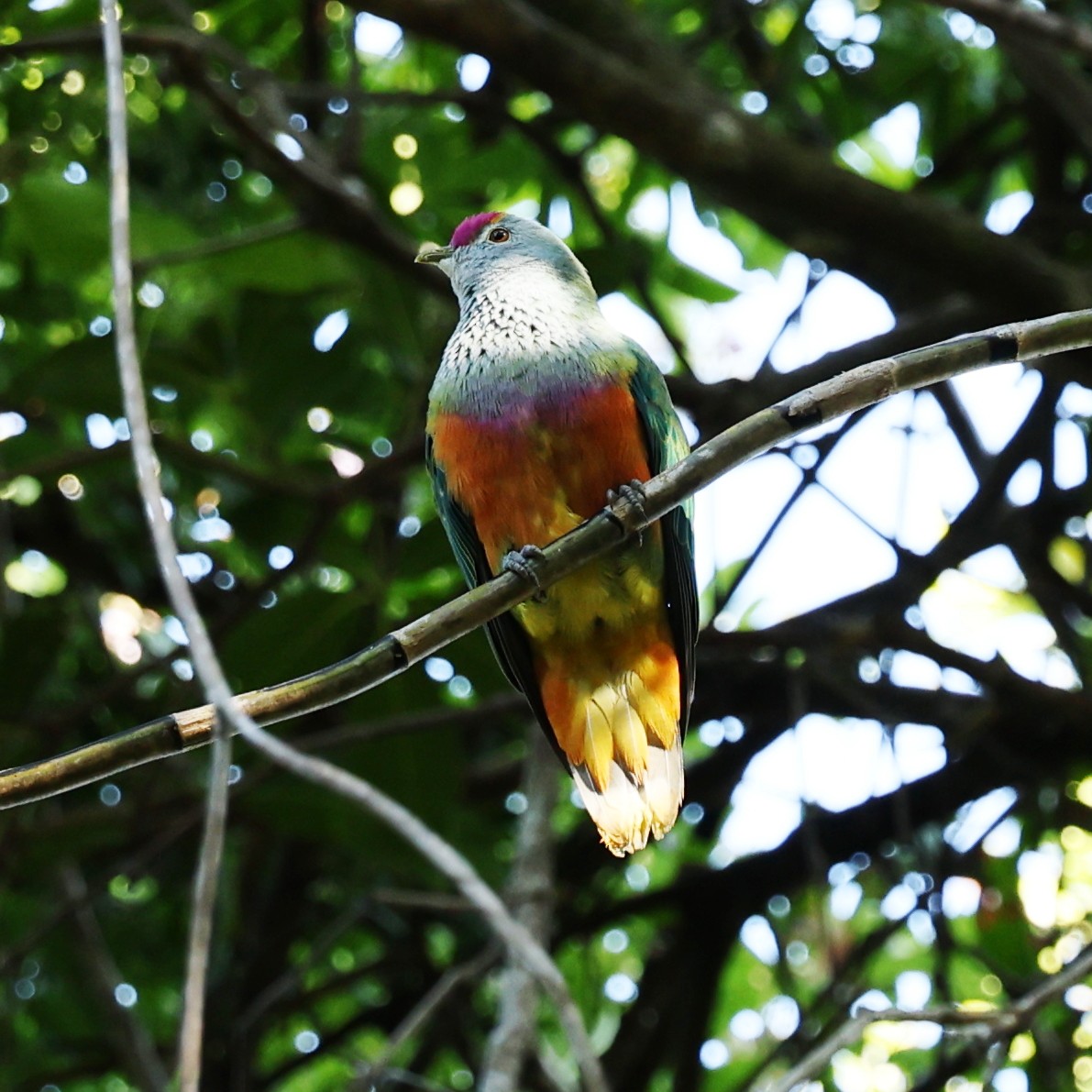 Rose-crowned Fruit-Dove - ML645311366