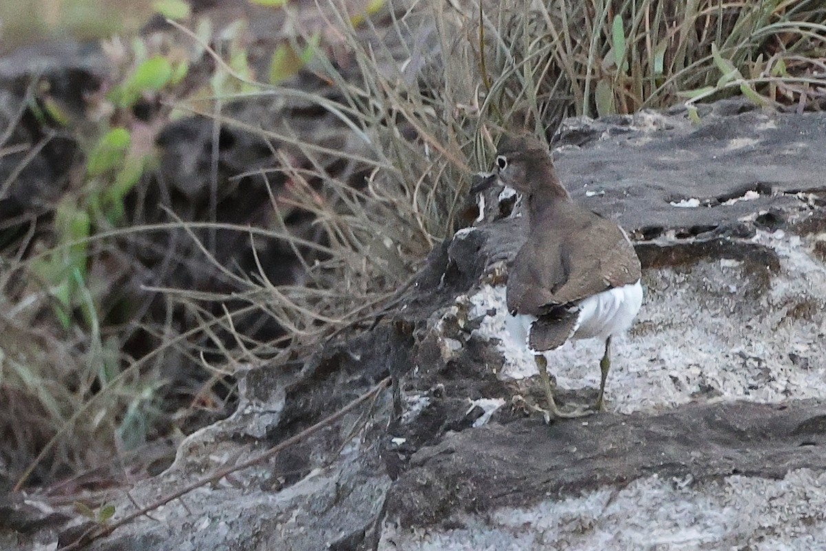 Kuliska txikia - ML645311373