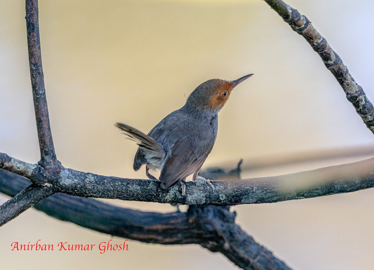 Ashy Tailorbird - ML645311374