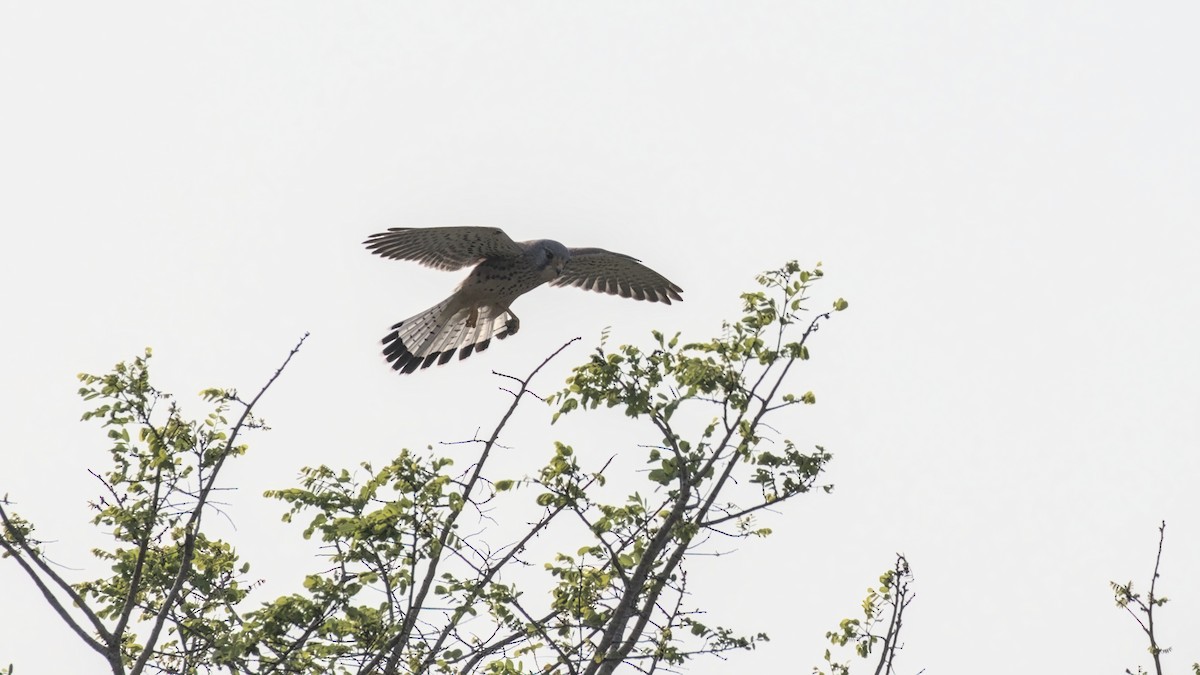 Belatz gorria - ML645311375