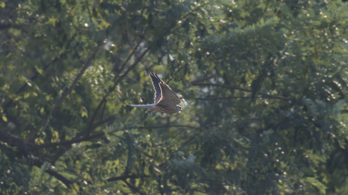 Belatz gorria - ML645311376