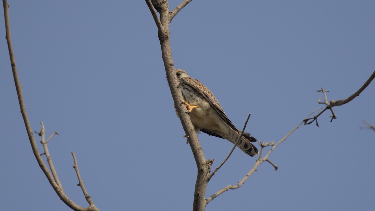 Belatz gorria - ML645311377