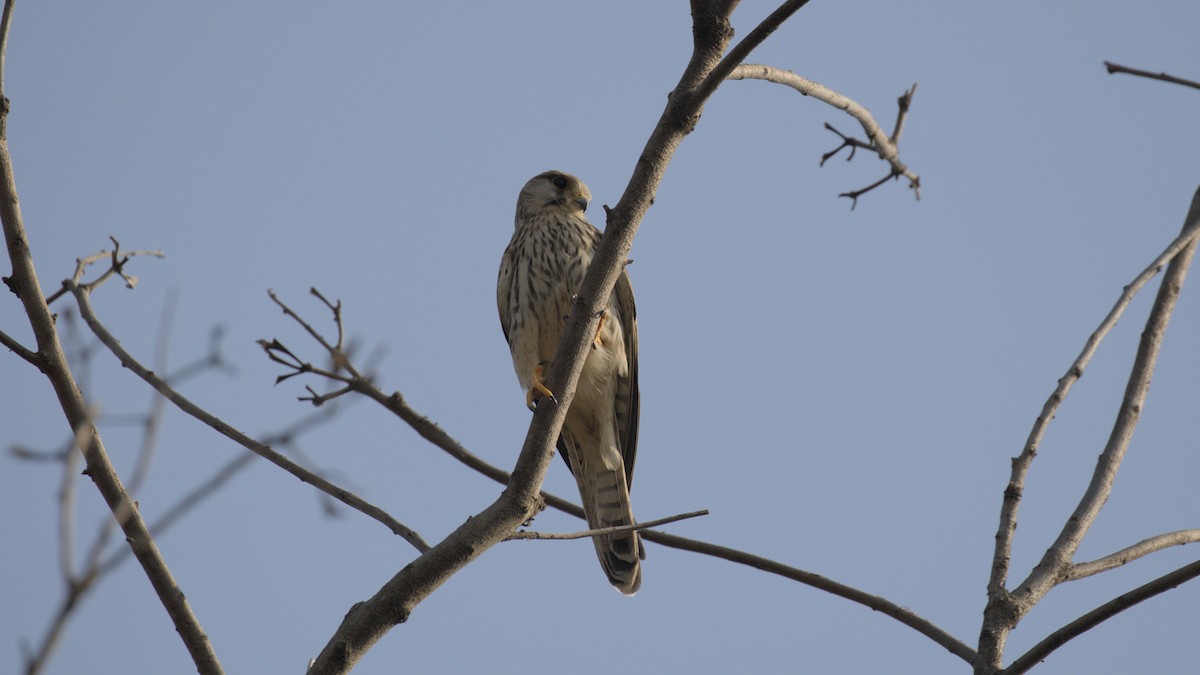 Belatz gorria - ML645311378