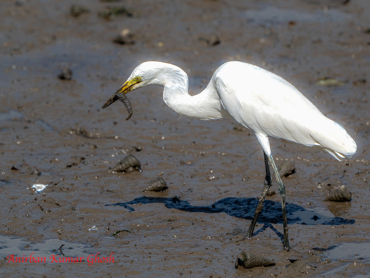 Medium Egret - ML645311380