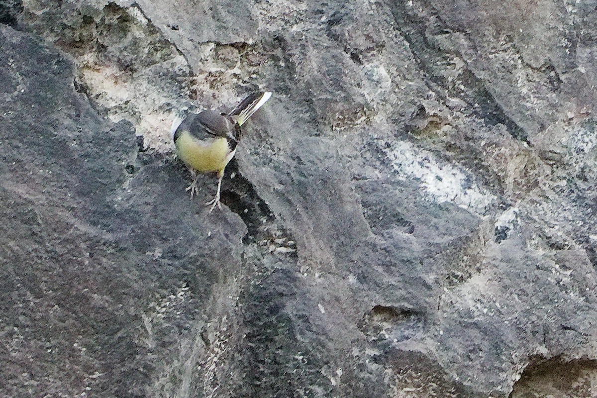 Buztanikara horia - ML645311381