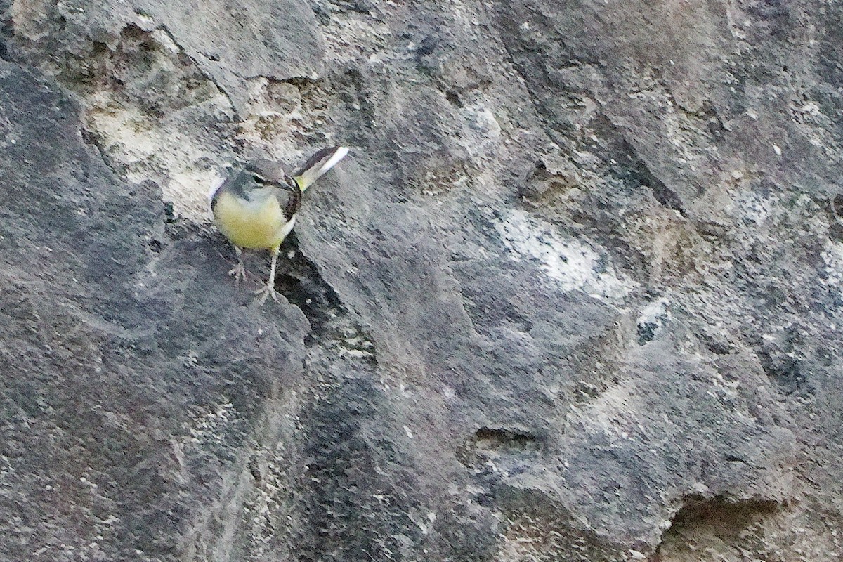 Buztanikara horia - ML645311382