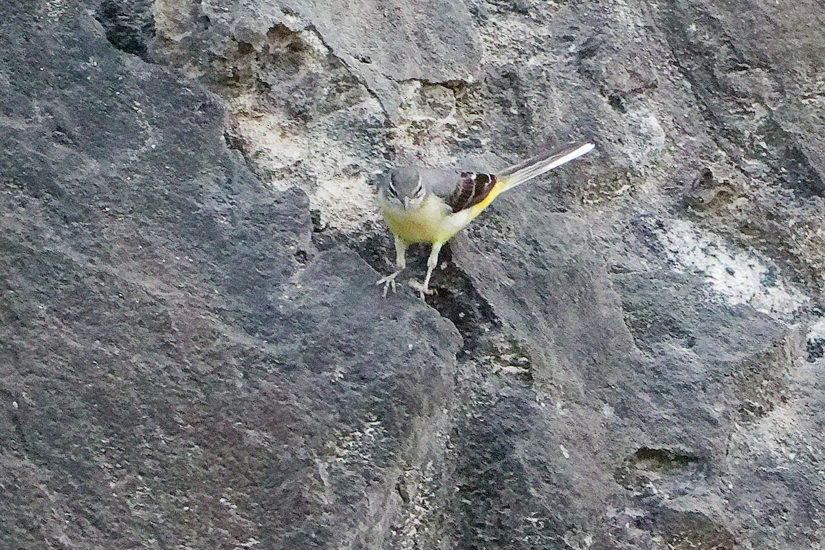 Buztanikara horia - ML645311383