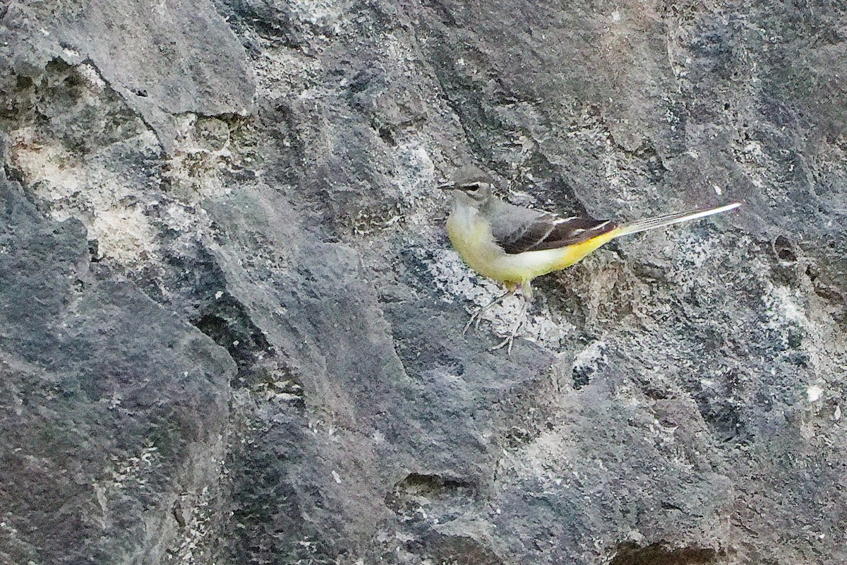 Buztanikara horia - ML645311384