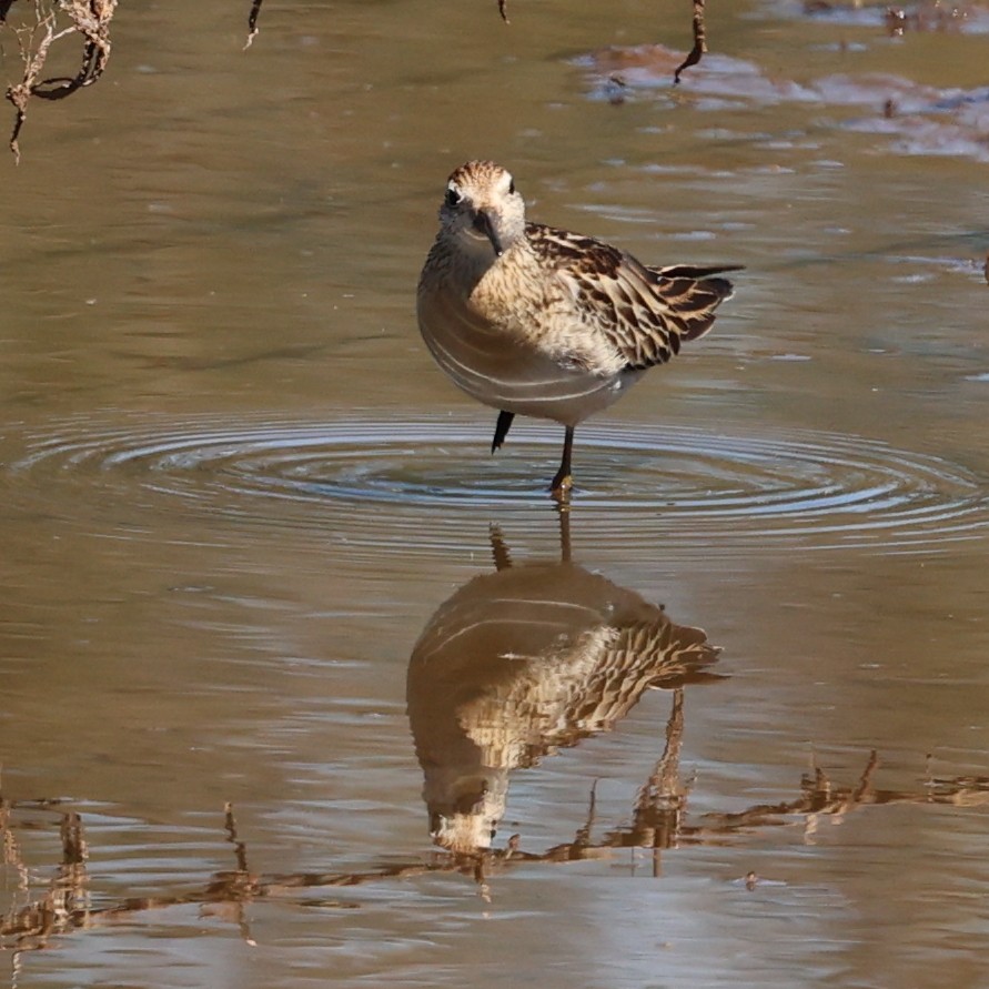 Txirri buztanzorrotza - ML645311385