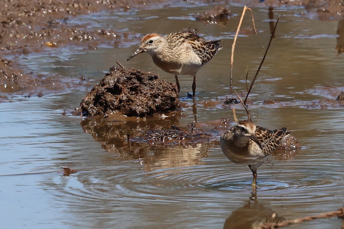 Txirri buztanzorrotza - ML645311386