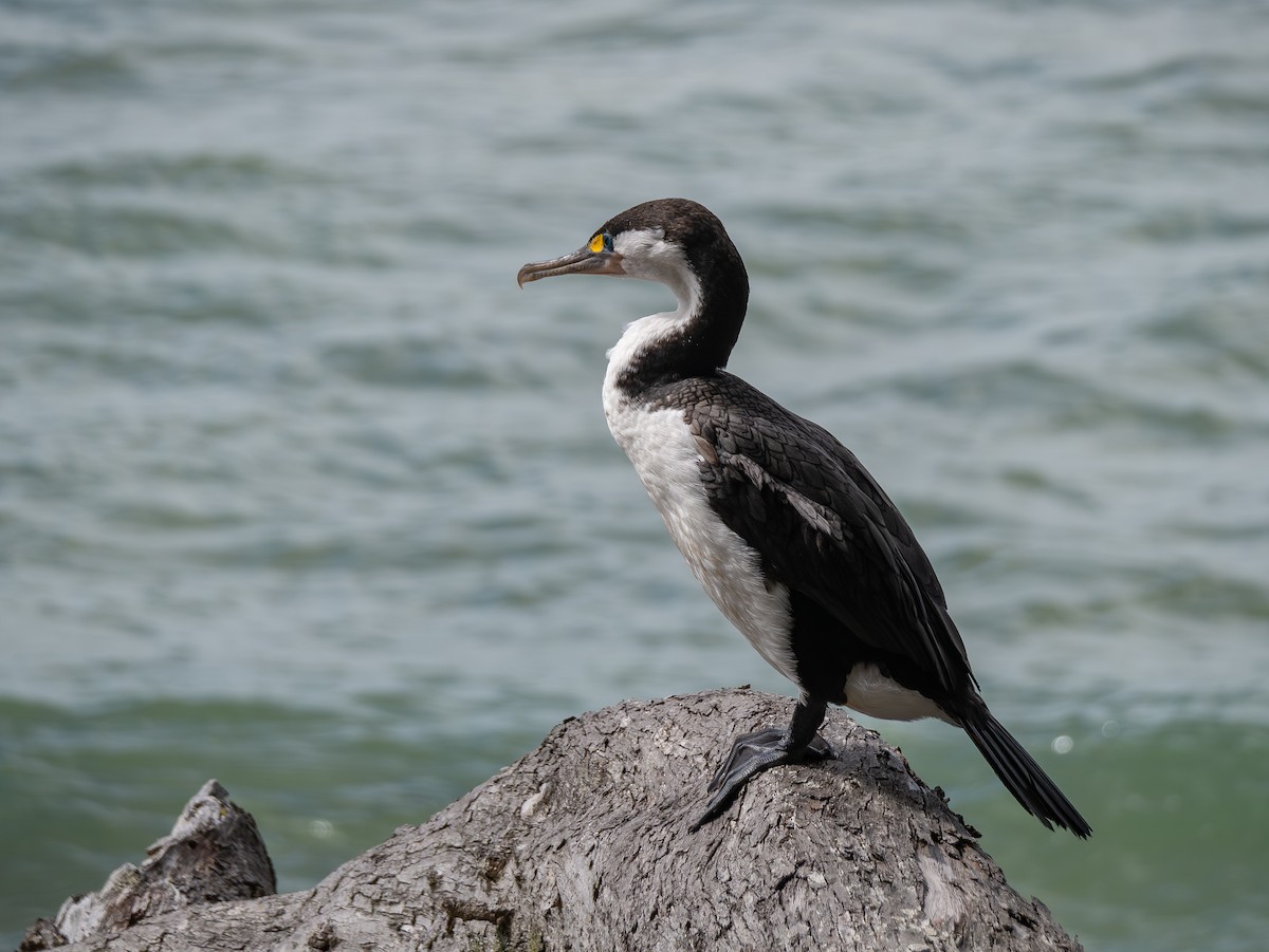Pied Cormorant - ML645311389
