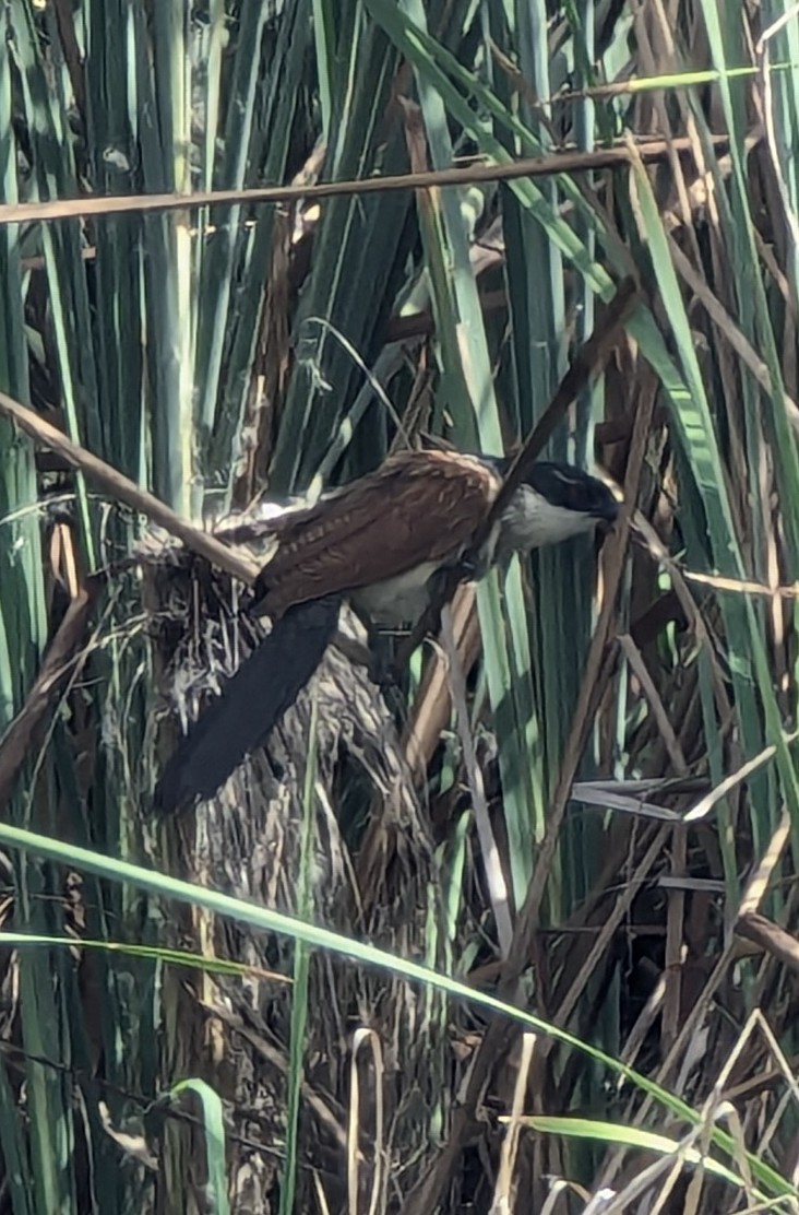 Burchell's Coucal - ML645311390