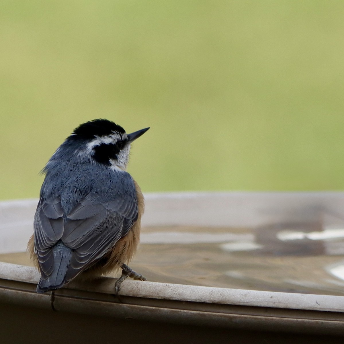 Garrapo kanadarra - ML645311391