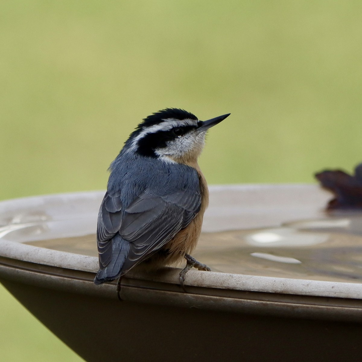 Garrapo kanadarra - ML645311392