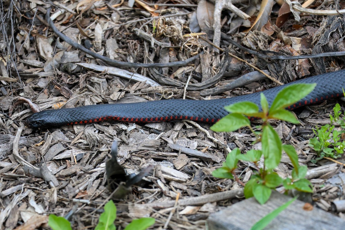 Red-bellied Black Snake - ML645311395