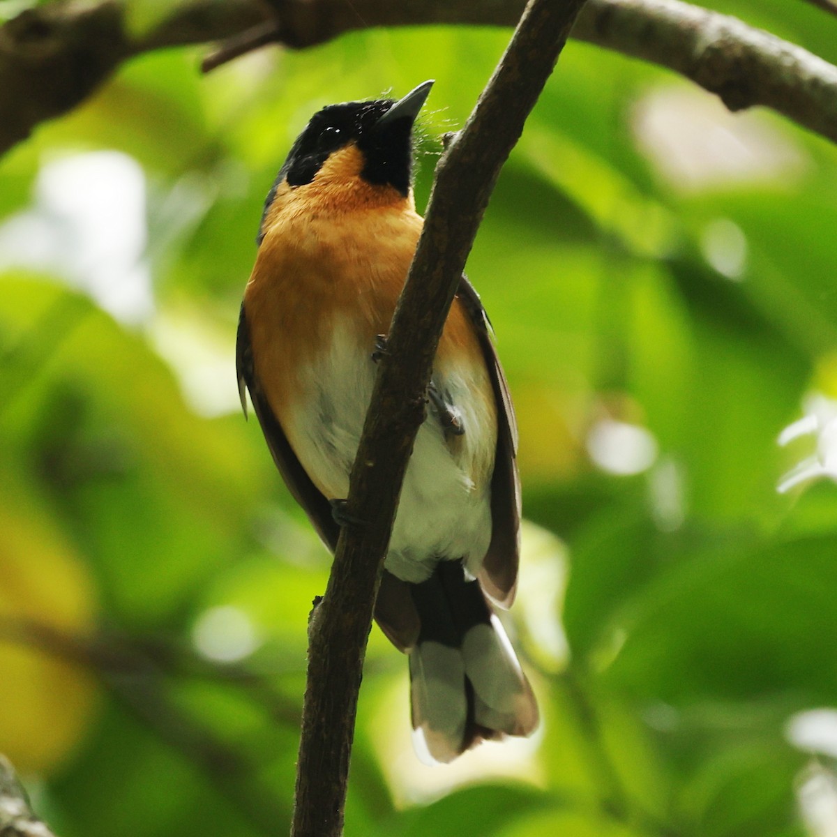 Australian Spectacled Monarch - ML645311397
