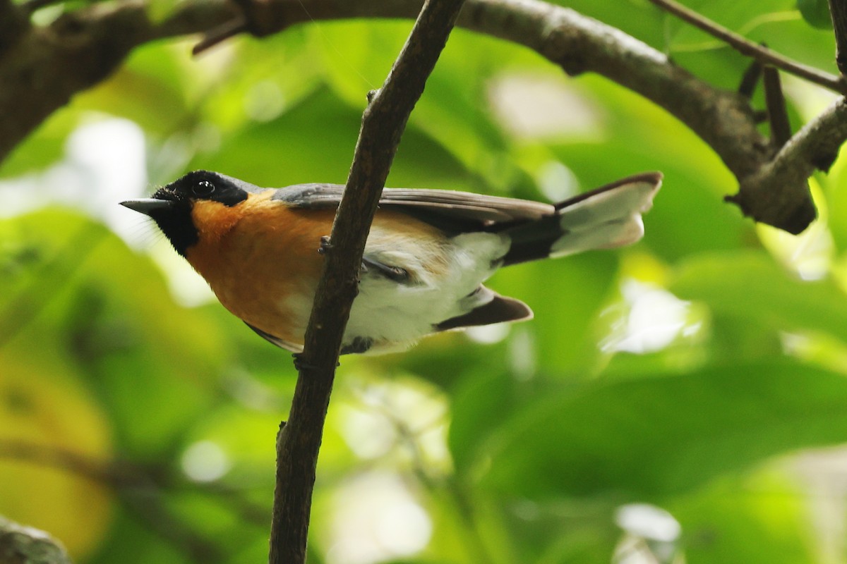 Australian Spectacled Monarch - ML645311398