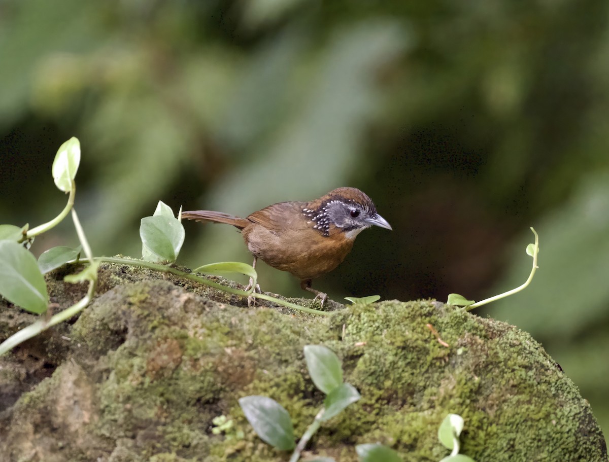 Spot-necked Babbler - ML645311399