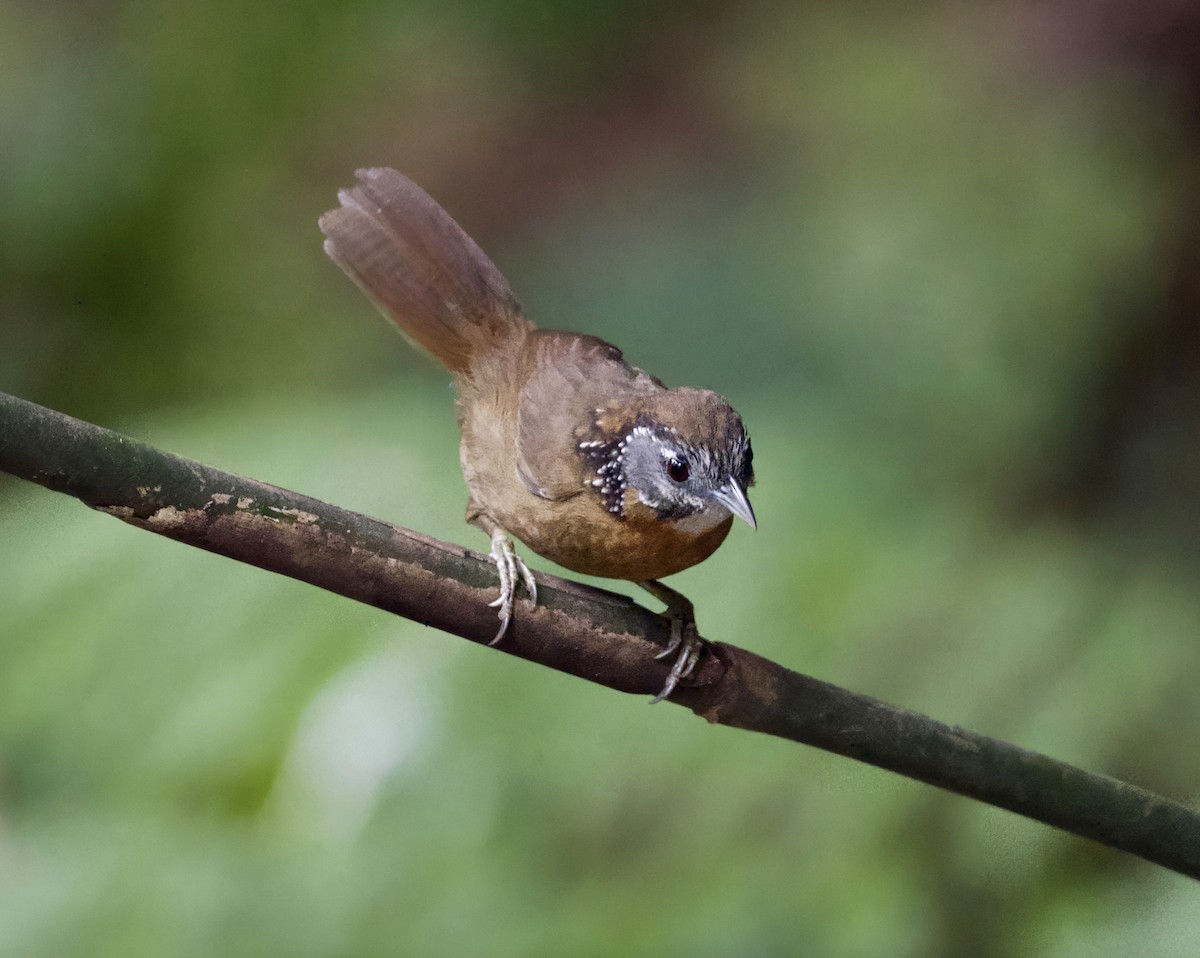Spot-necked Babbler - ML645311400
