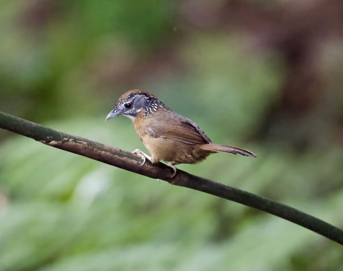 Spot-necked Babbler - ML645311401