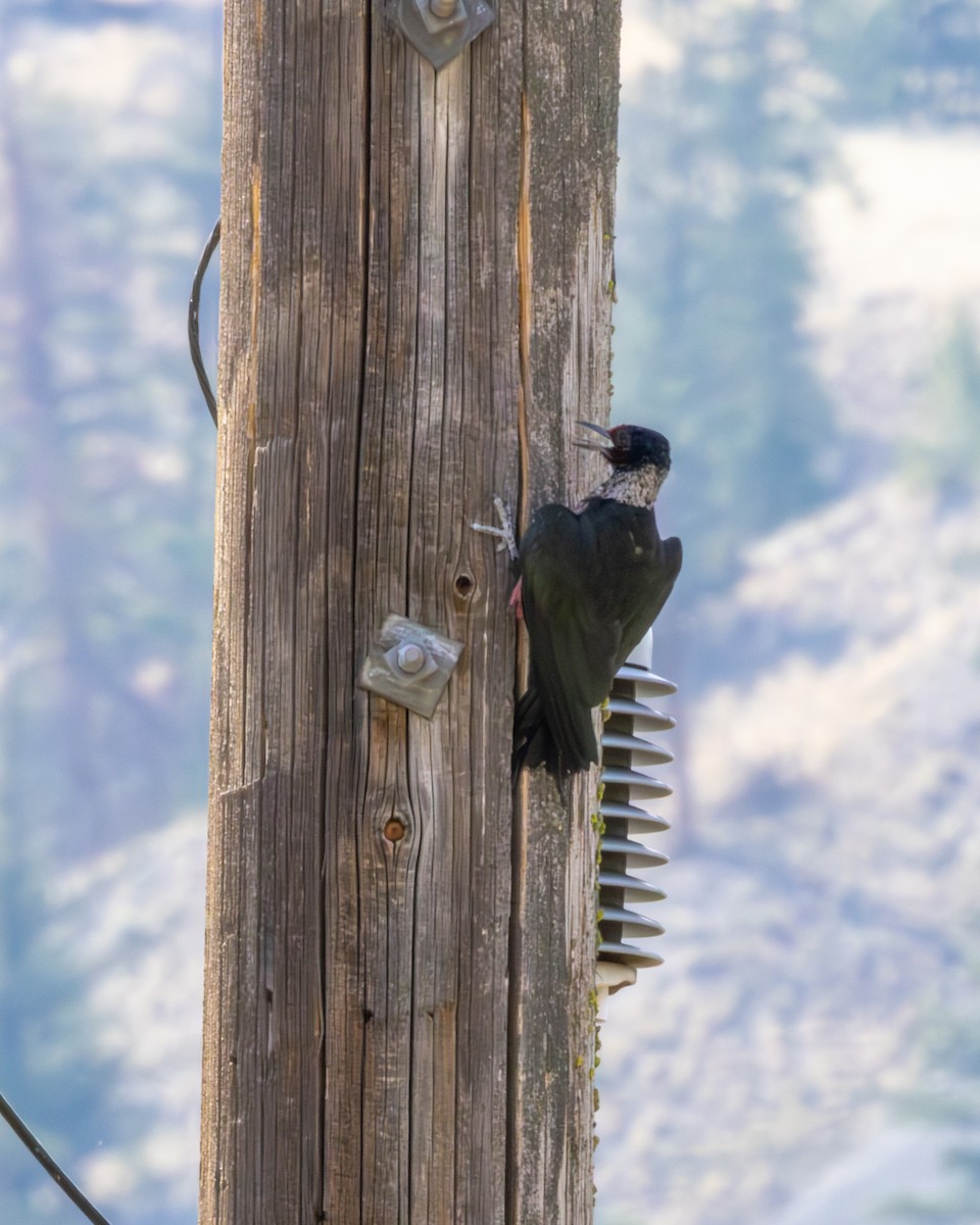 Lewis's Woodpecker - ML645311402