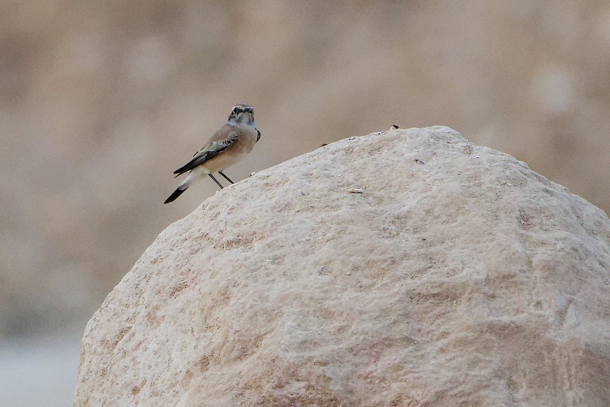 Basamortuko buztanzuria - ML645311403