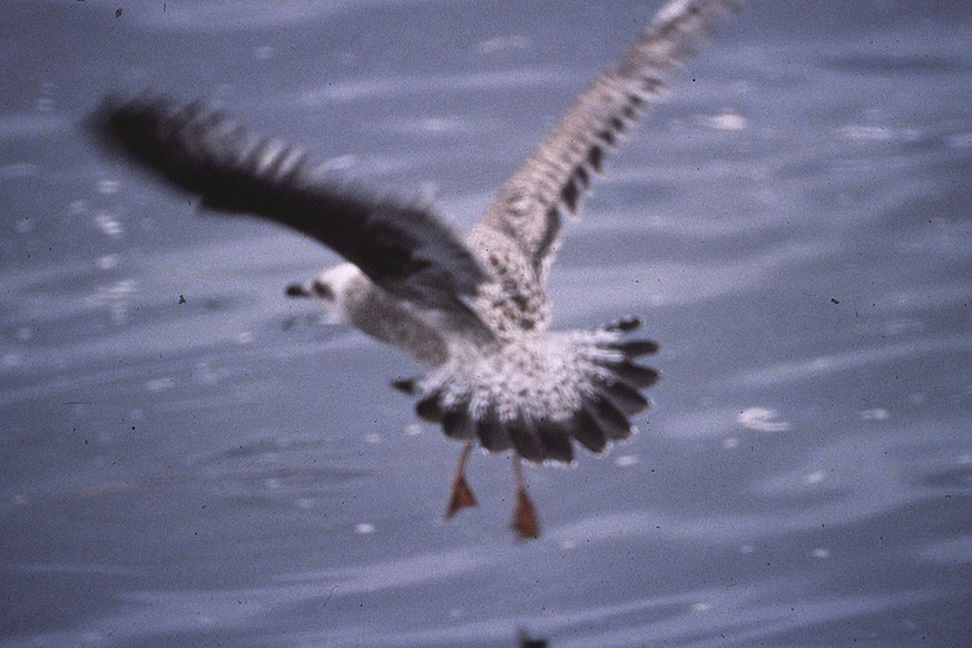 gull sp. - ML645311404