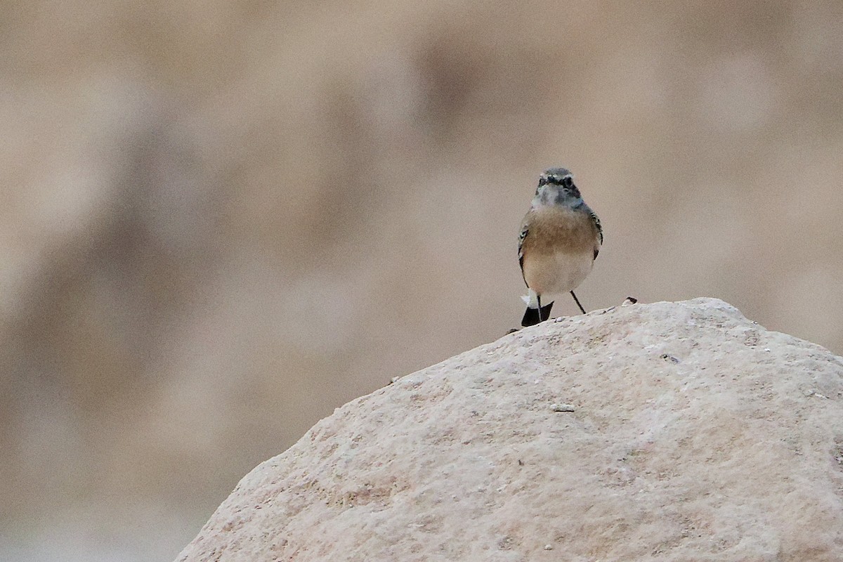 Basamortuko buztanzuria - ML645311405