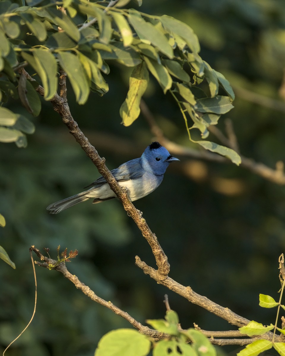 Black-naped Monarch - ML645311406